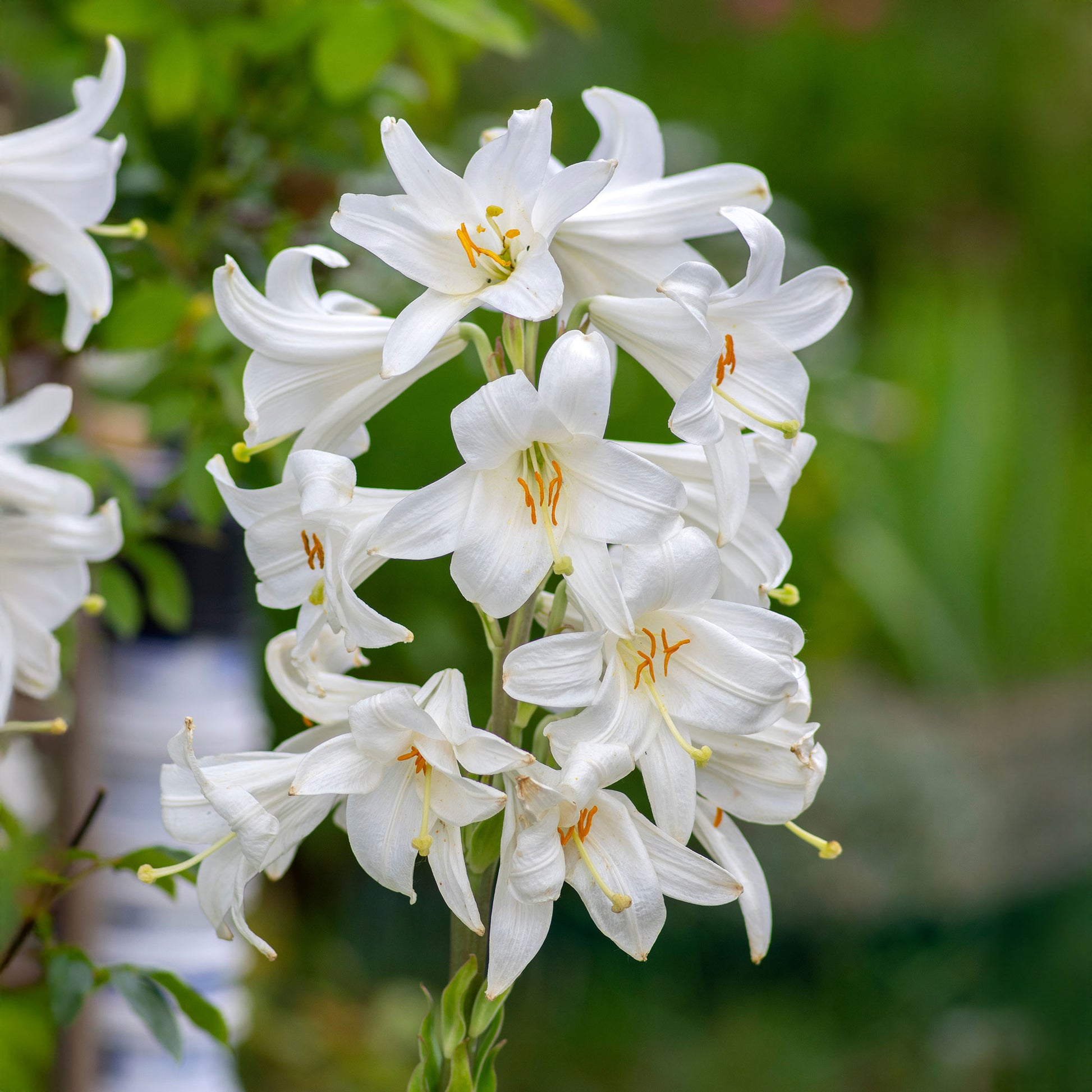 Lilien-Zwiebeln - Madonnenlilien (x2) - Lilium candidum