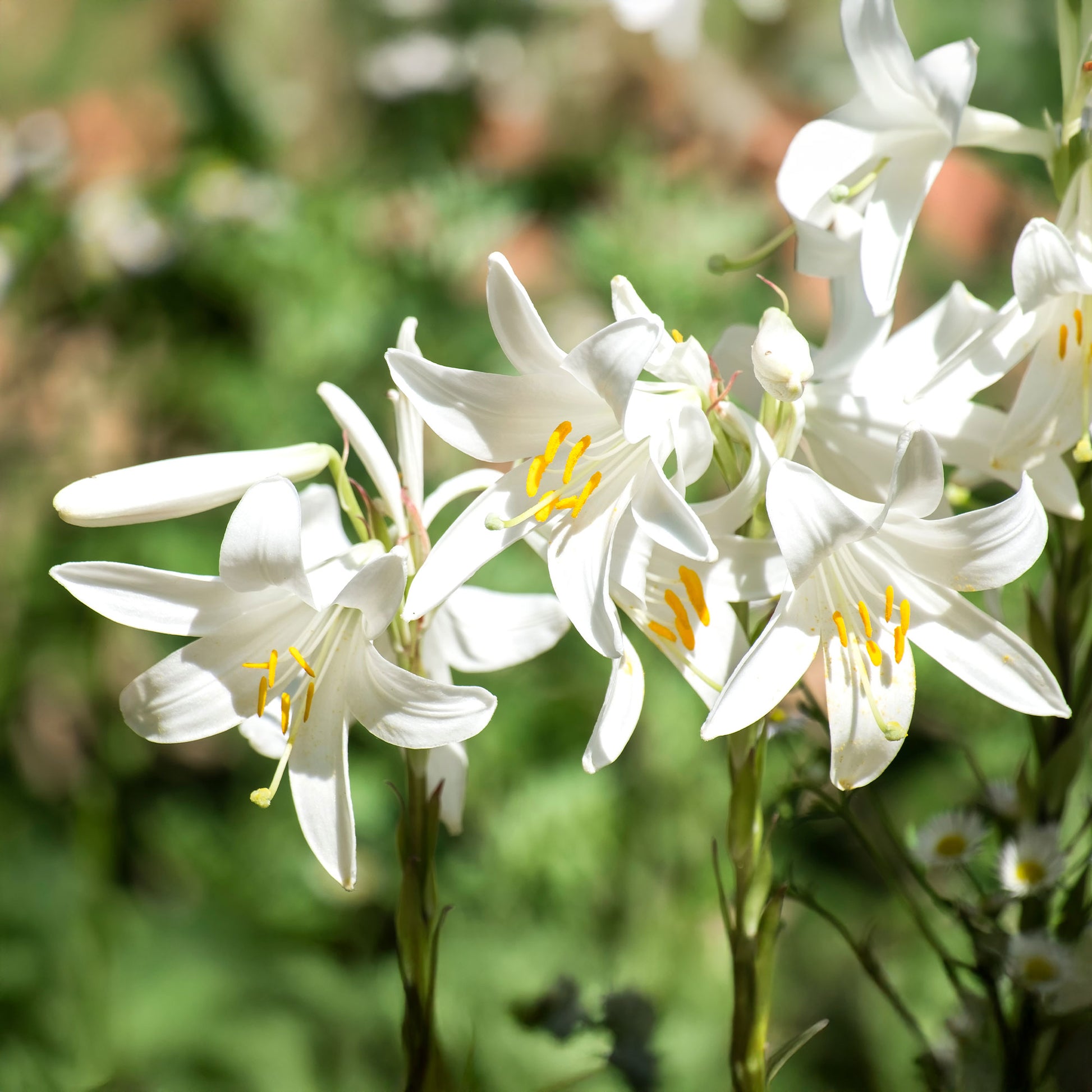 Madonnenlilien (x2) - Bakker