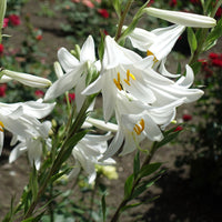 Lilium candidum - Madonnenlilien (x2) - Lilien-Zwiebeln