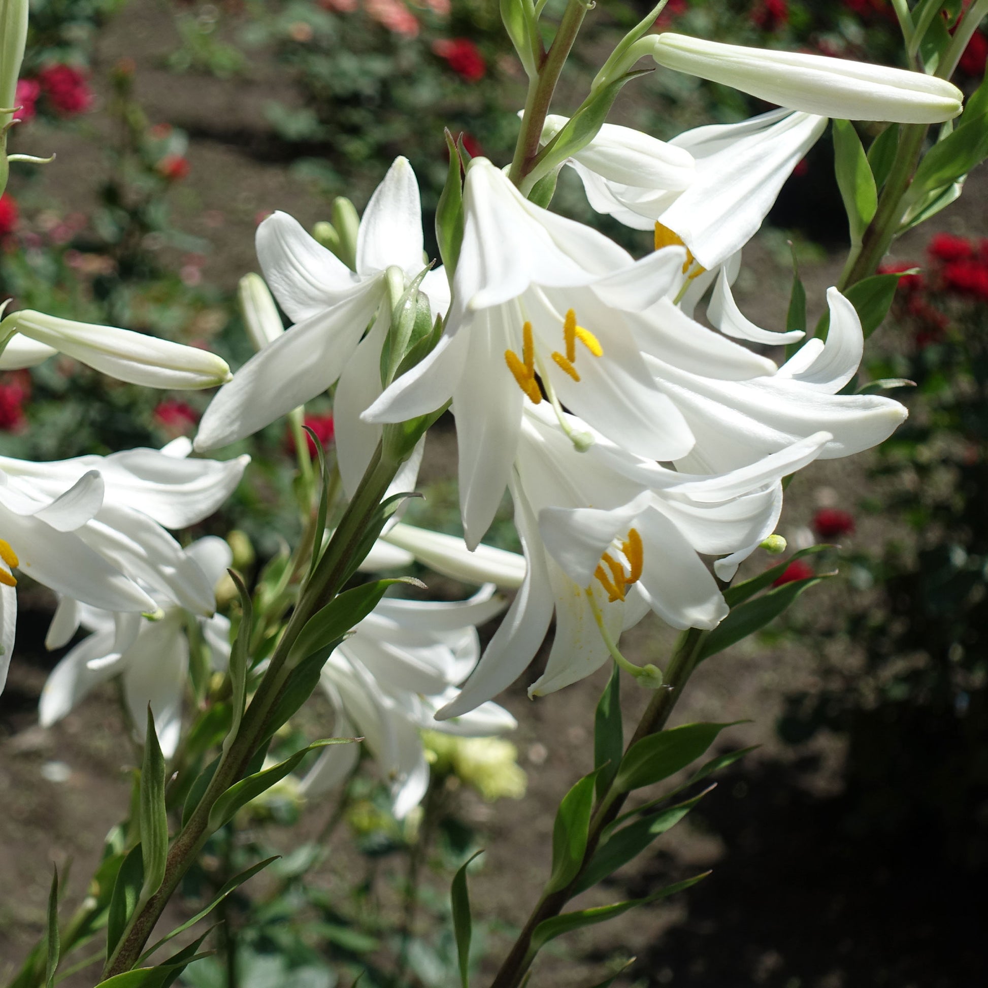 Lilium candidum - Madonnenlilien (x2) - Lilien-Zwiebeln