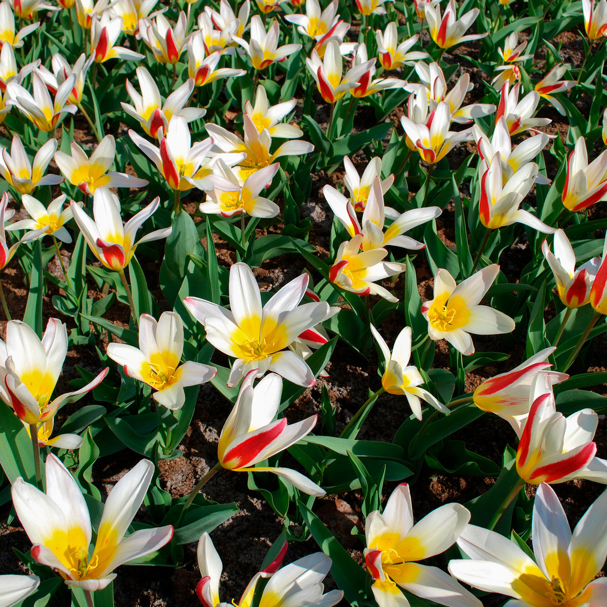 Tulpen The First