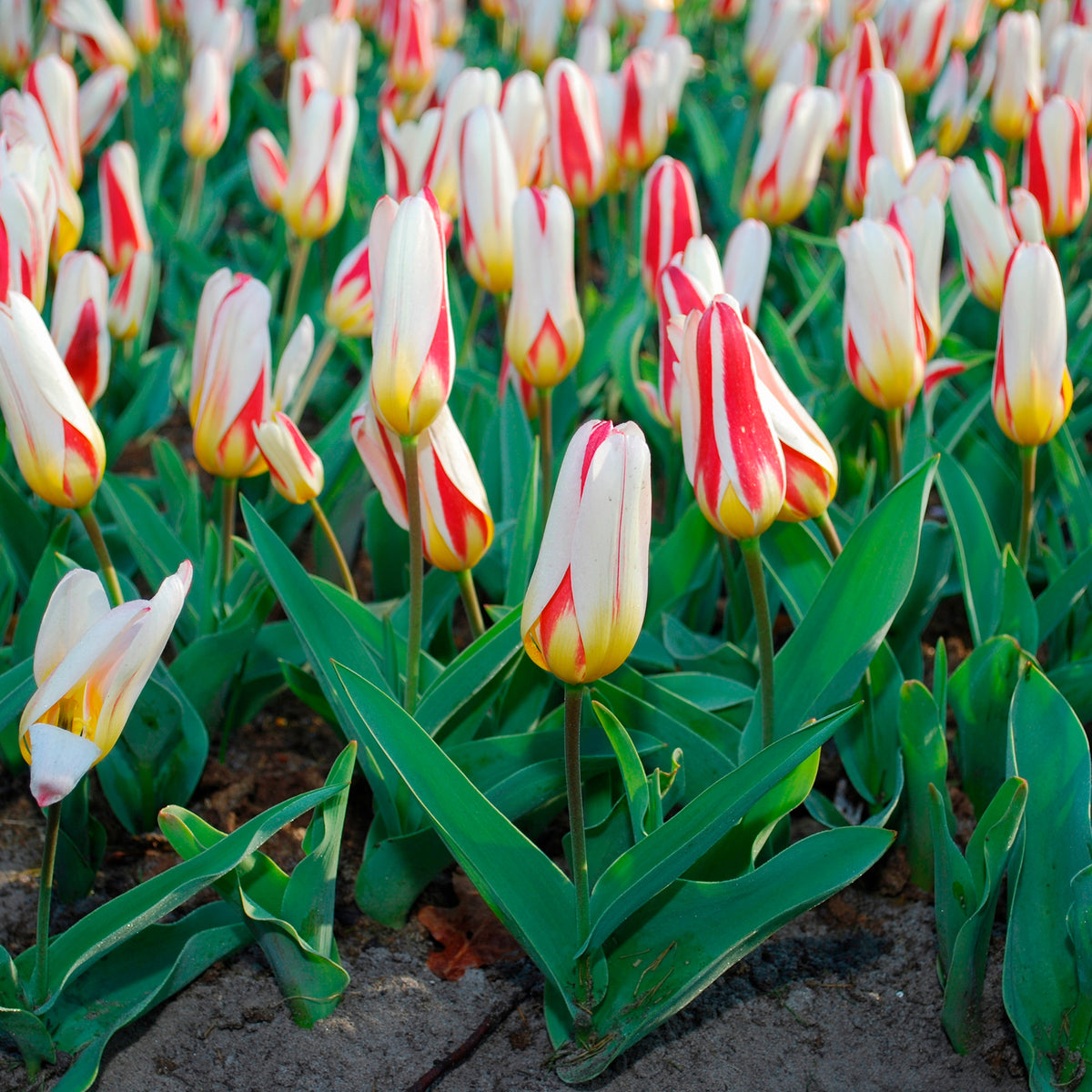 Tulpen The First