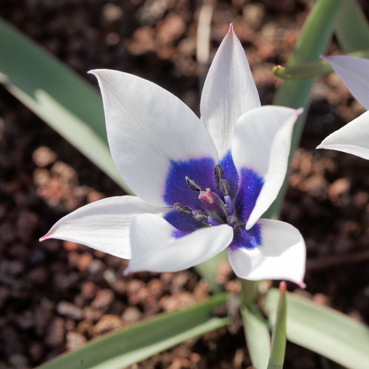 Tulpe Alba Coerulea Oculata (x4)