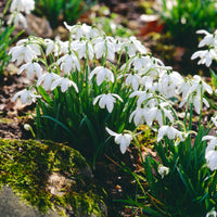 Galanthus nivalis flore pleno - Doppeltes Schneeglöckchen (x10) - Schneeglöckchen - Galanthus-Zwiebeln