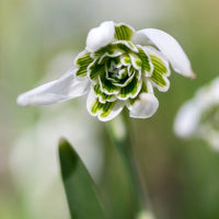 Schneeglöckchen - Galanthus-Zwiebeln - Doppeltes Schneeglöckchen (x10) - Galanthus nivalis flore pleno