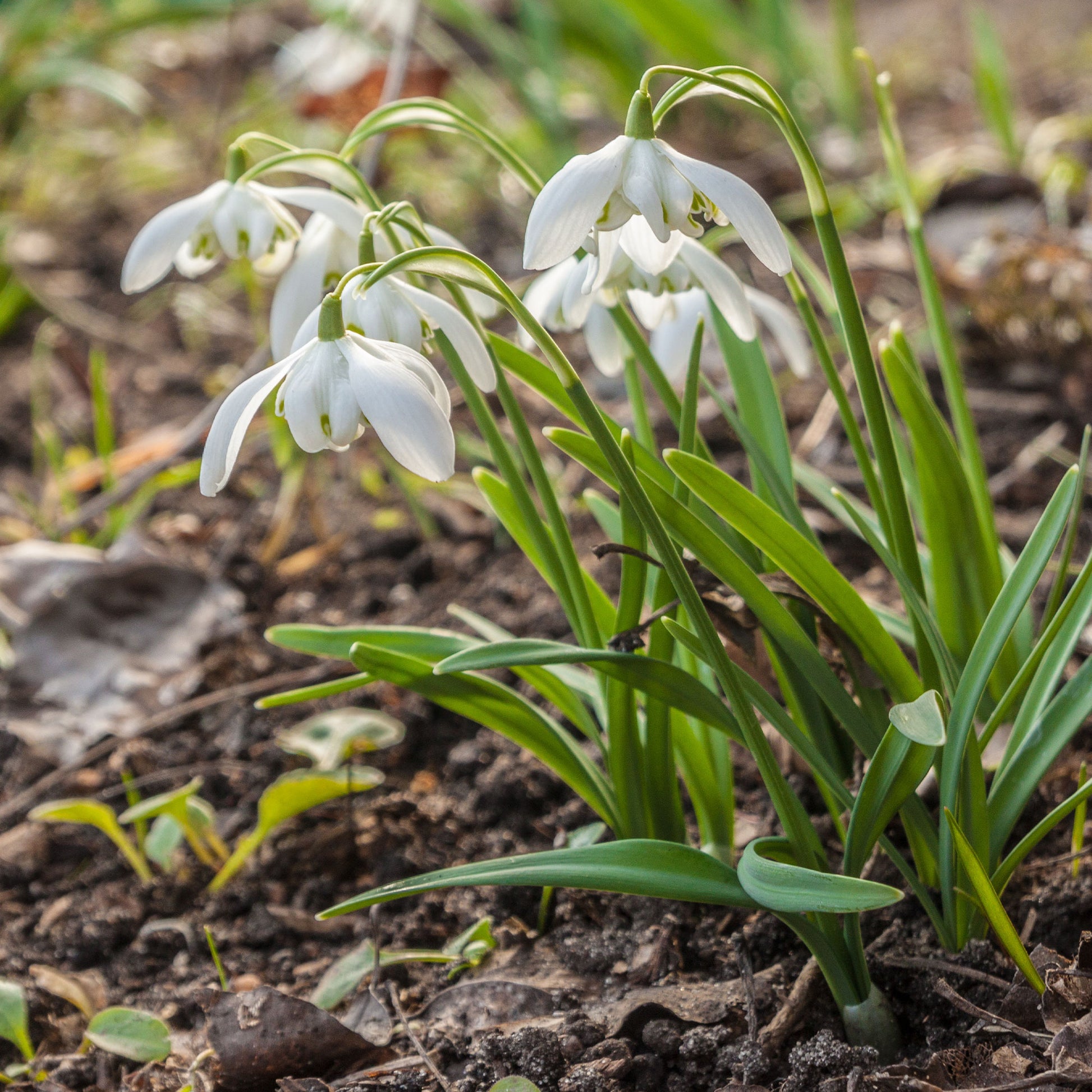 Verkauf Doppeltes Schneeglöckchen (x10)