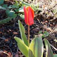 Tulpen Rotkäppchen (x10) - Tulipa greigii chaperon rouge - Bakker