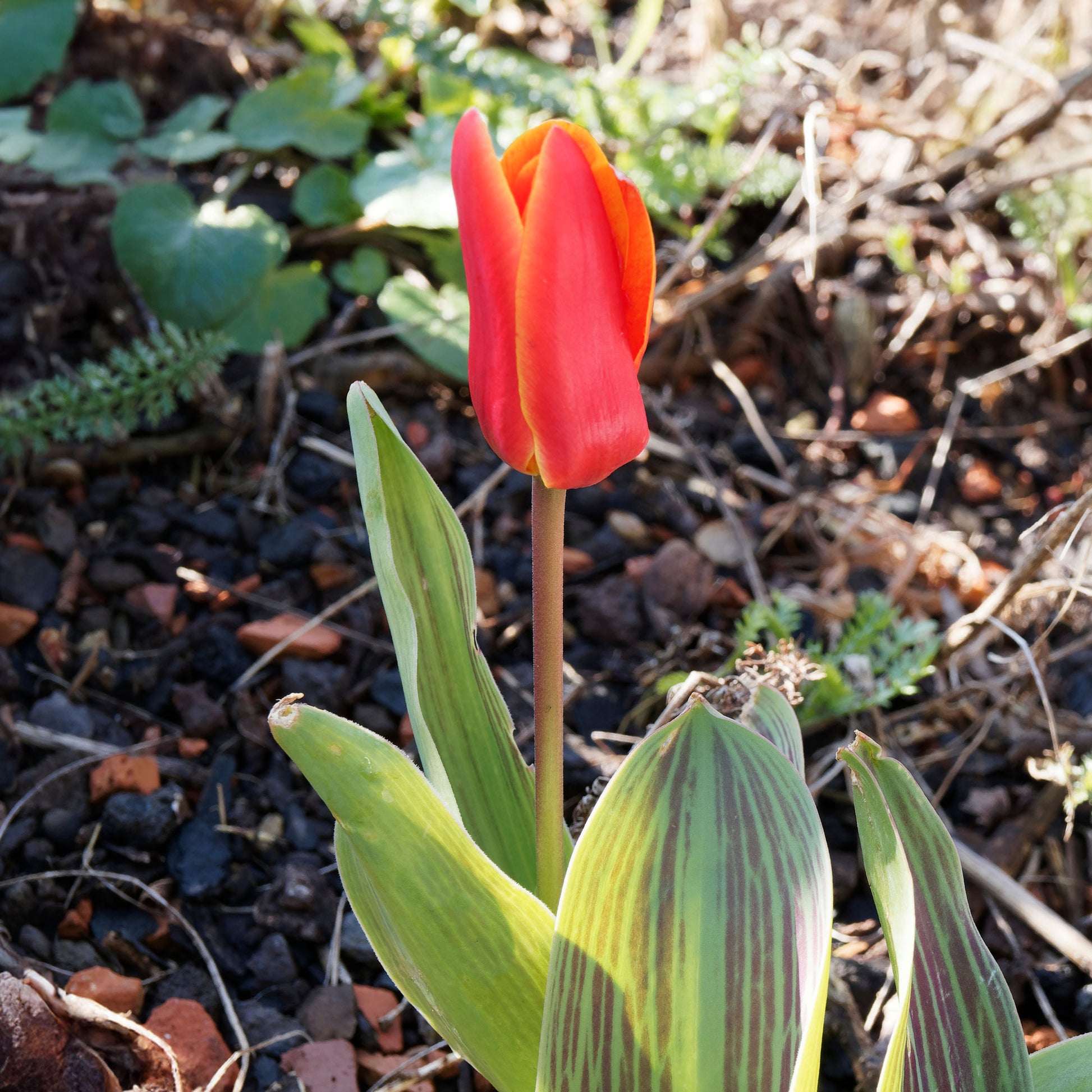 Tulpen Rotkäppchen (x10) - Tulipa greigii chaperon rouge - Bakker