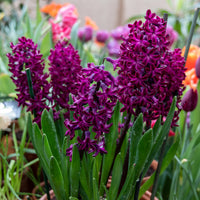 Hyazinthe 'Woodstock' (x6) - Hyacinthus orientalis woodstock - Bakker