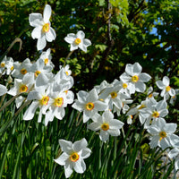 Narcissus poeticus Actea - Narzisse Poeticus 'Actea' (x10) - Narzissen-Zwiebeln