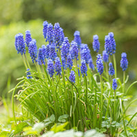 Traubenhyazinthen (x10) - Muscari armeniacum - Bakker