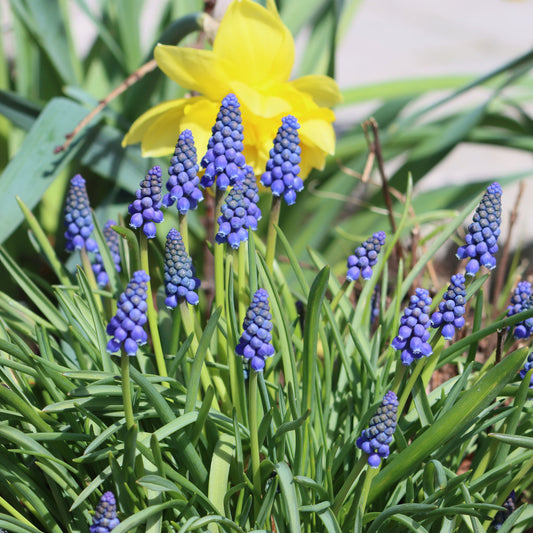 Traubenhyazinthen (x10) - Bakker