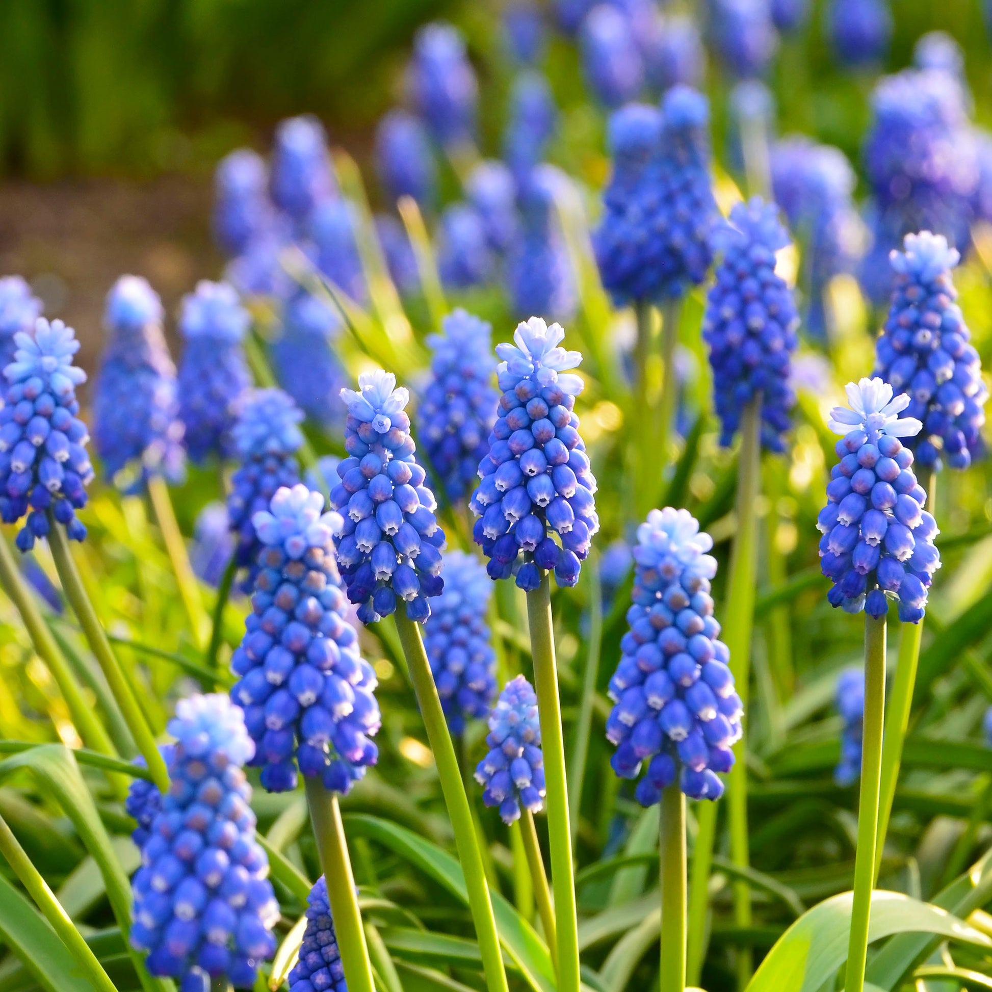 Muscari armeniacum - Traubenhyazinthen (x10) - Muskaris-Zwiebeln