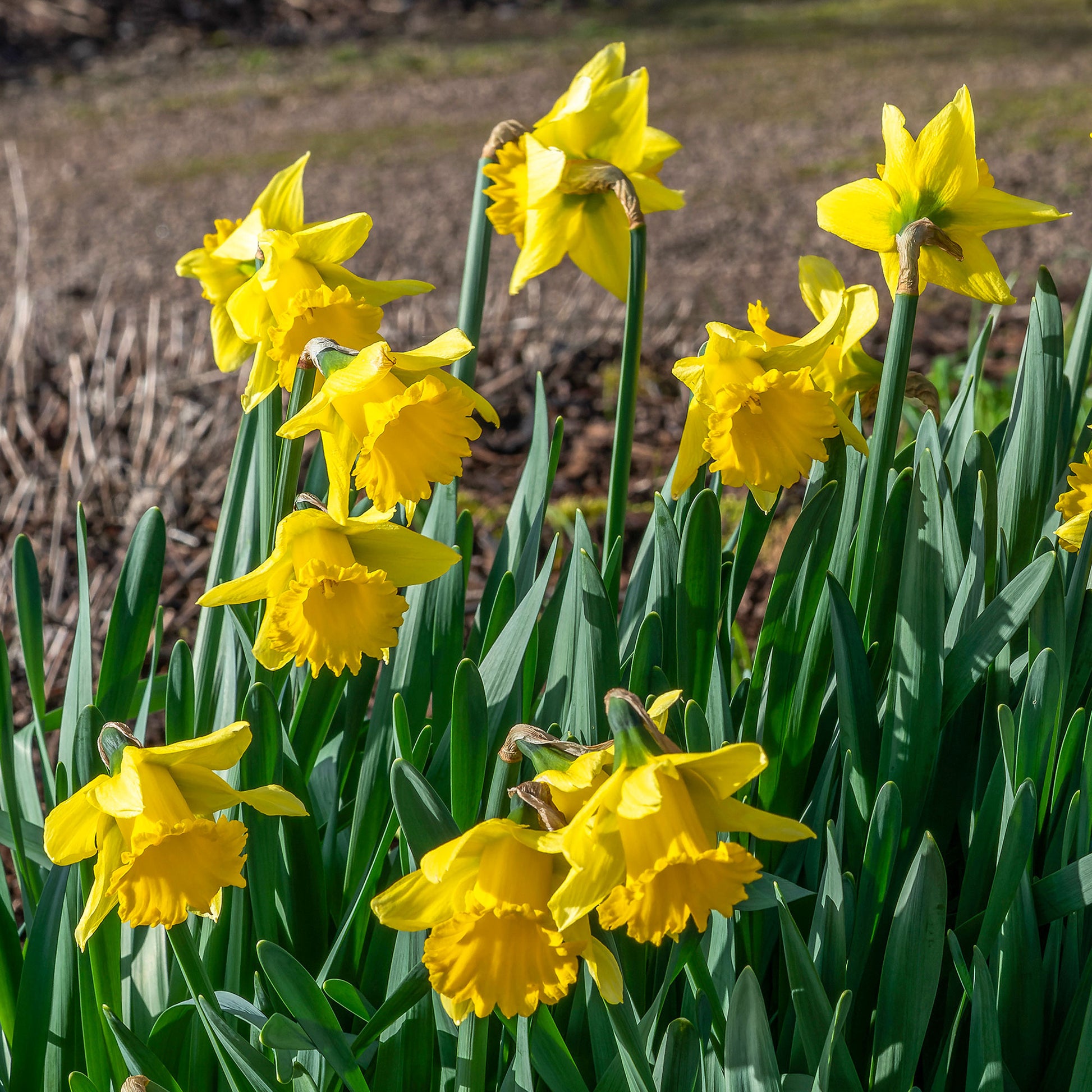 Narzisse ‘Rijnveld Early Sensation’ (x10) - Narcissus rijnsveld early sensation - Bakker