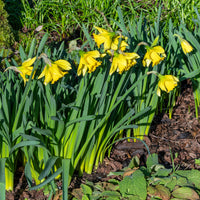Narcissus rijnsveld early sensation - Narzisse ‘Rijnveld Early Sensation’ (x10) - Narzissen-Zwiebeln