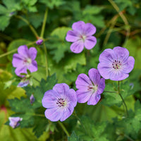 Geranien - Himalaya-Storchschnabel - Geranium himalayense