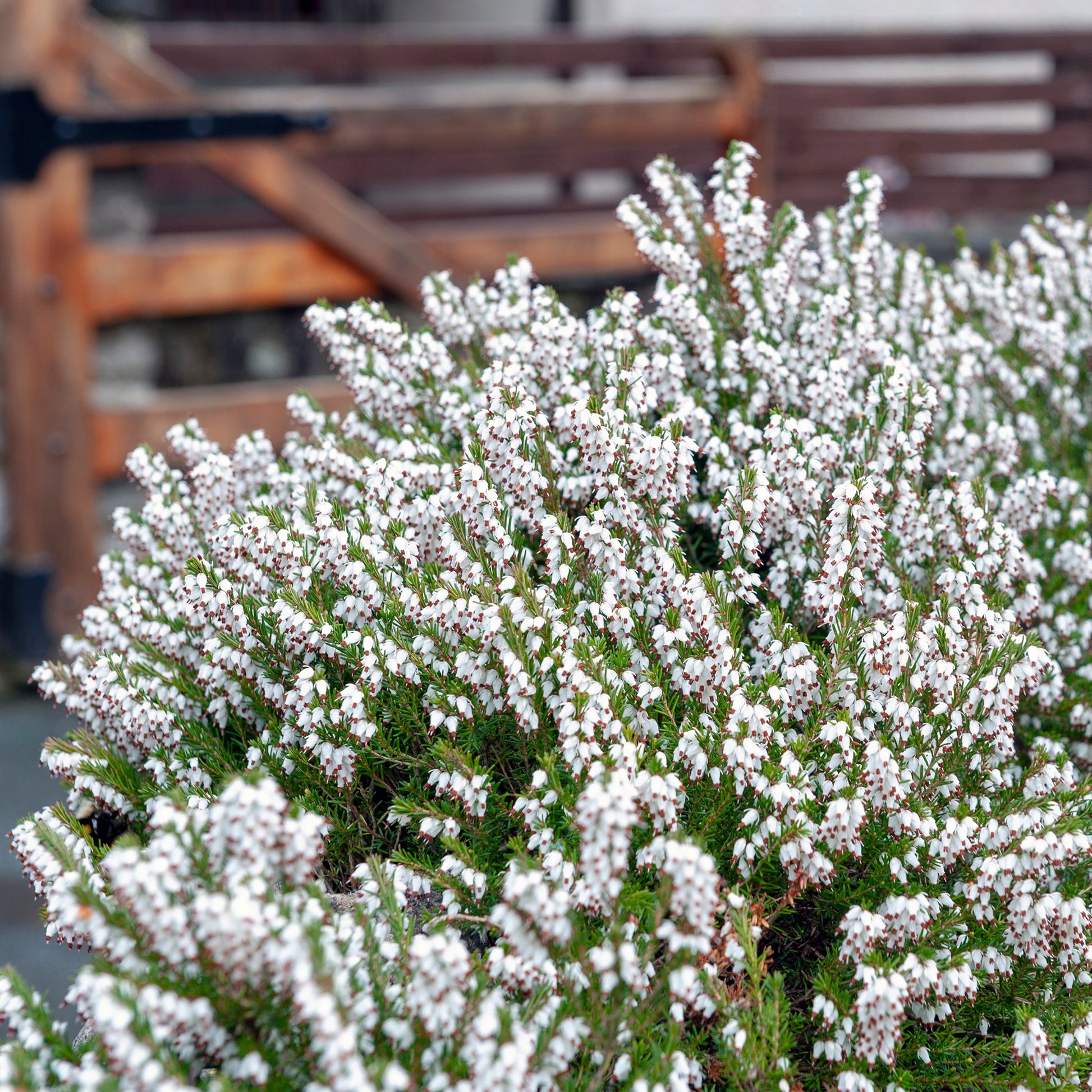 Weiße Winterheide (x3) - Erica carnea - Gartenpflanzen