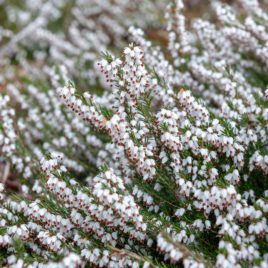Weiße Winterheide (x3) - Erica carnea - Sträucher und Stauden