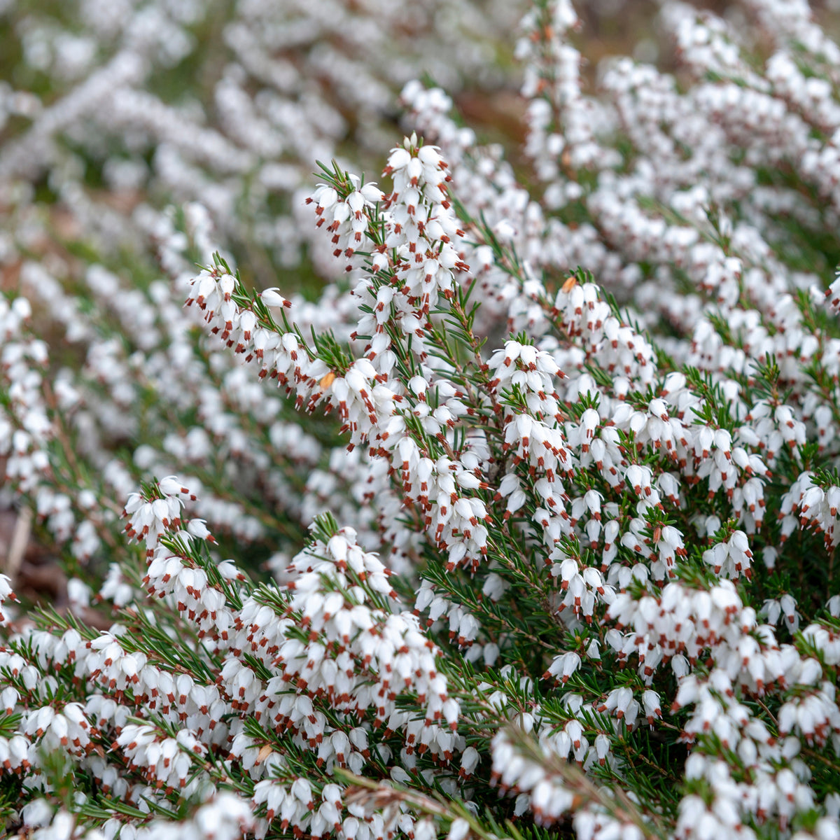 Weiße Winterheide (x3) - Erica carnea - Bakker