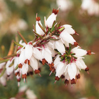 Weiße Winterheide (x3) - Erica carnea - Blühende Gartenstauden