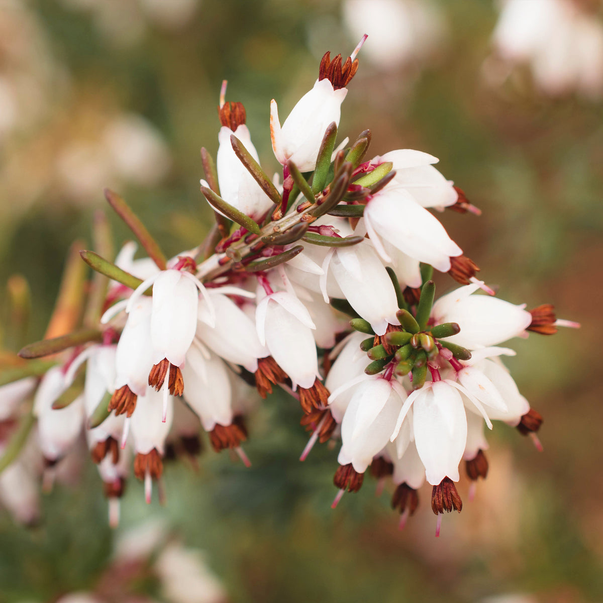 Erica carnea - Weiße Winterheide (x3) - Blühende Stauden