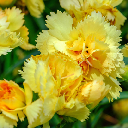 Nelken Grenadin gelb (x2) - Bakker