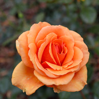 Buschrose Whisky - Bakker