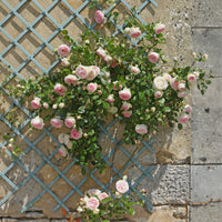 Kletterrosen - Kletterrose ‘Pierre de Ronsard®’ - Rosa grimpant Pierre de Ronsard® Meiviolin