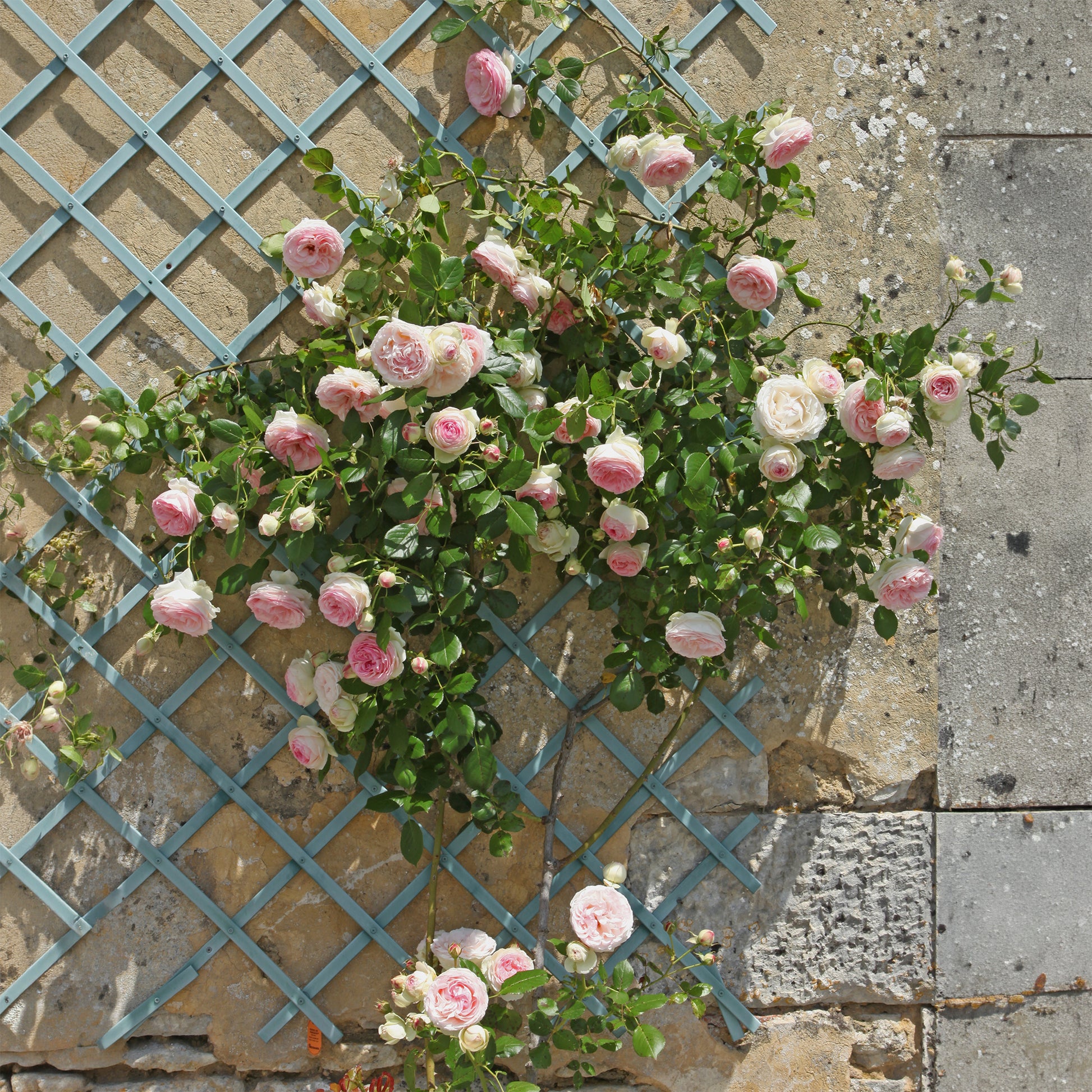 Kletterrosen - Kletterrose ‘Pierre de Ronsard®’ - Rosa grimpant Pierre de Ronsard® Meiviolin
