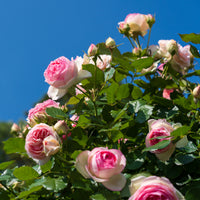 Kletterrosen - Kletterrose ‘Pierre de Ronsard®’ - Rosa grimpant Pierre de Ronsard® Meiviolin