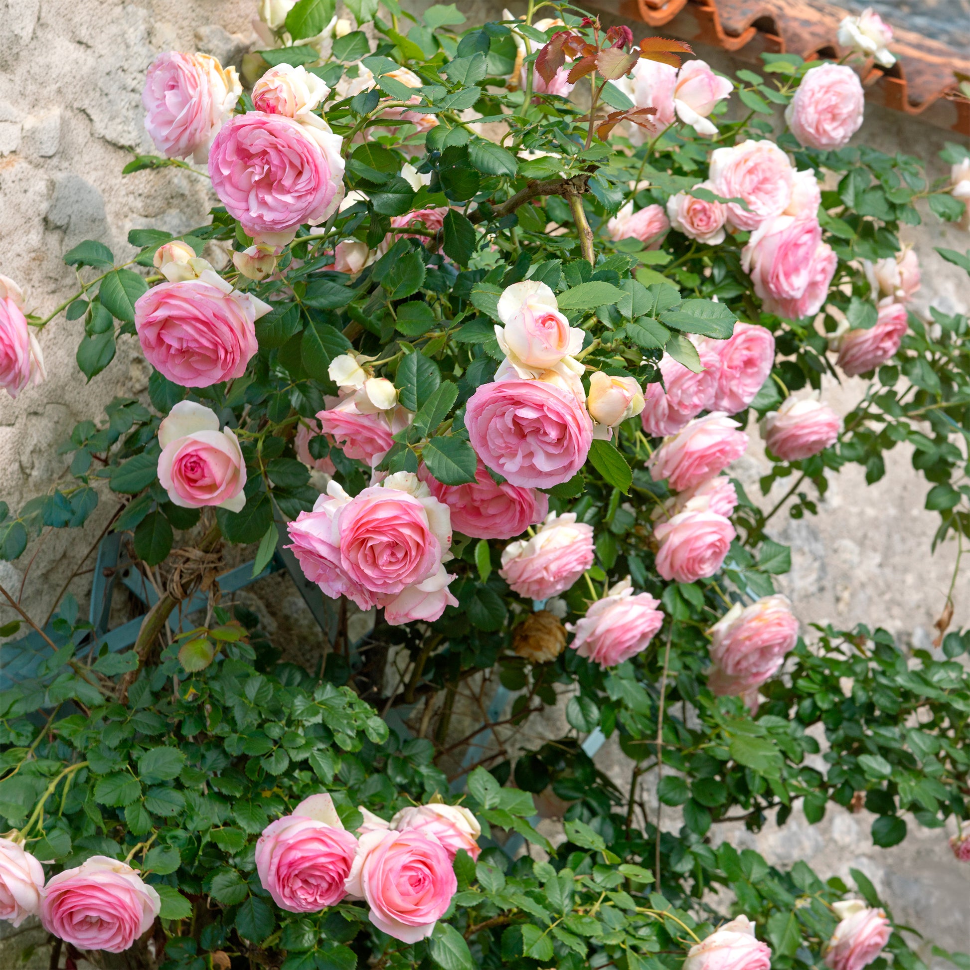 Verkauf Kletterrosen - Kletterrose ‘Pierre de Ronsard®’