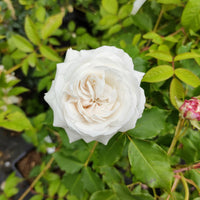 Rosa rugosa hansa , boule de neige - Botanische Rosen (x2) - Rosen - Nackte Wurzeln