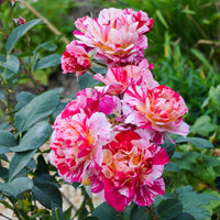 Rosa Ferdinand Pichard - Historische Rose Ferdinand Pichard (Bourbon) - Rosen - Nackte Wurzeln