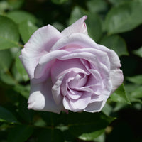 Rose ‘Blue Moon’ - Rosa lune bleue (blue moon) - Bakker