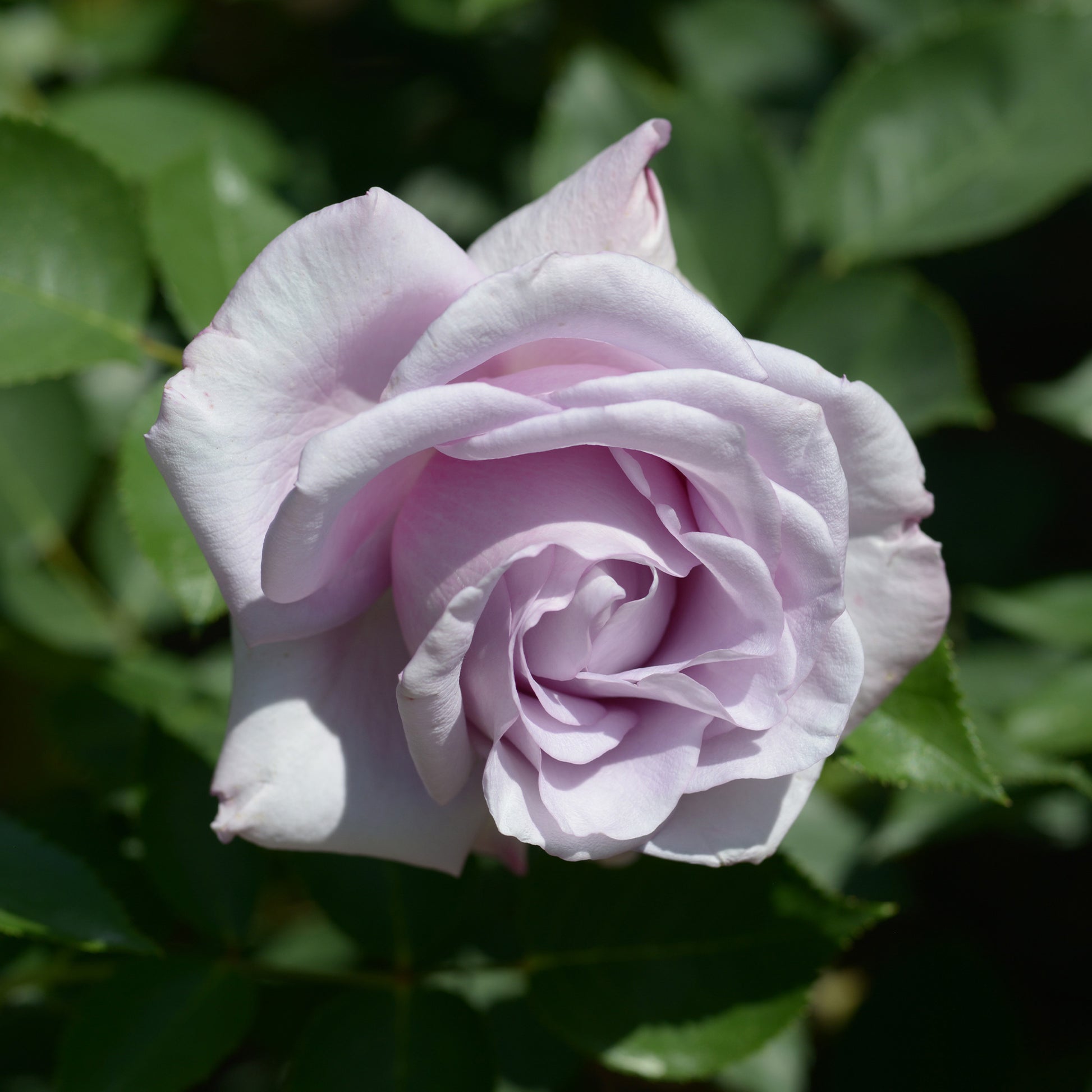 Rose ‘Blue Moon’ - Rosa lune bleue (blue moon) - Bakker