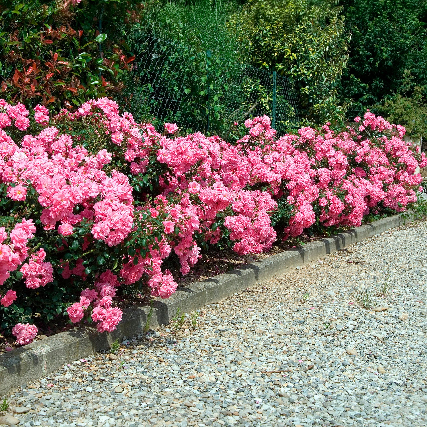 Bodendeckerrosen