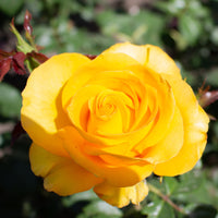 Rose Hadangel - Rosa hadangel - Bakker