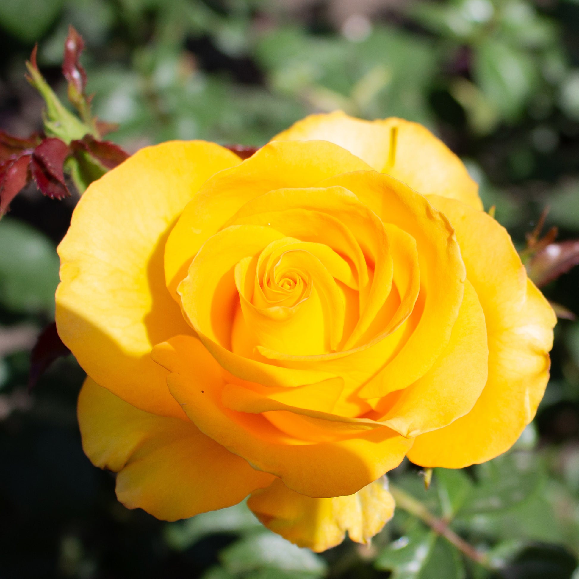 Rose Hadangel - Rosa hadangel - Bakker