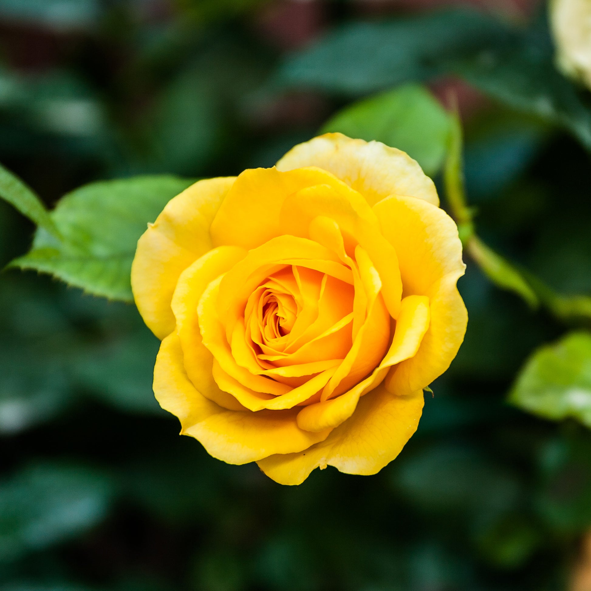 Rose Hadangel - Bakker