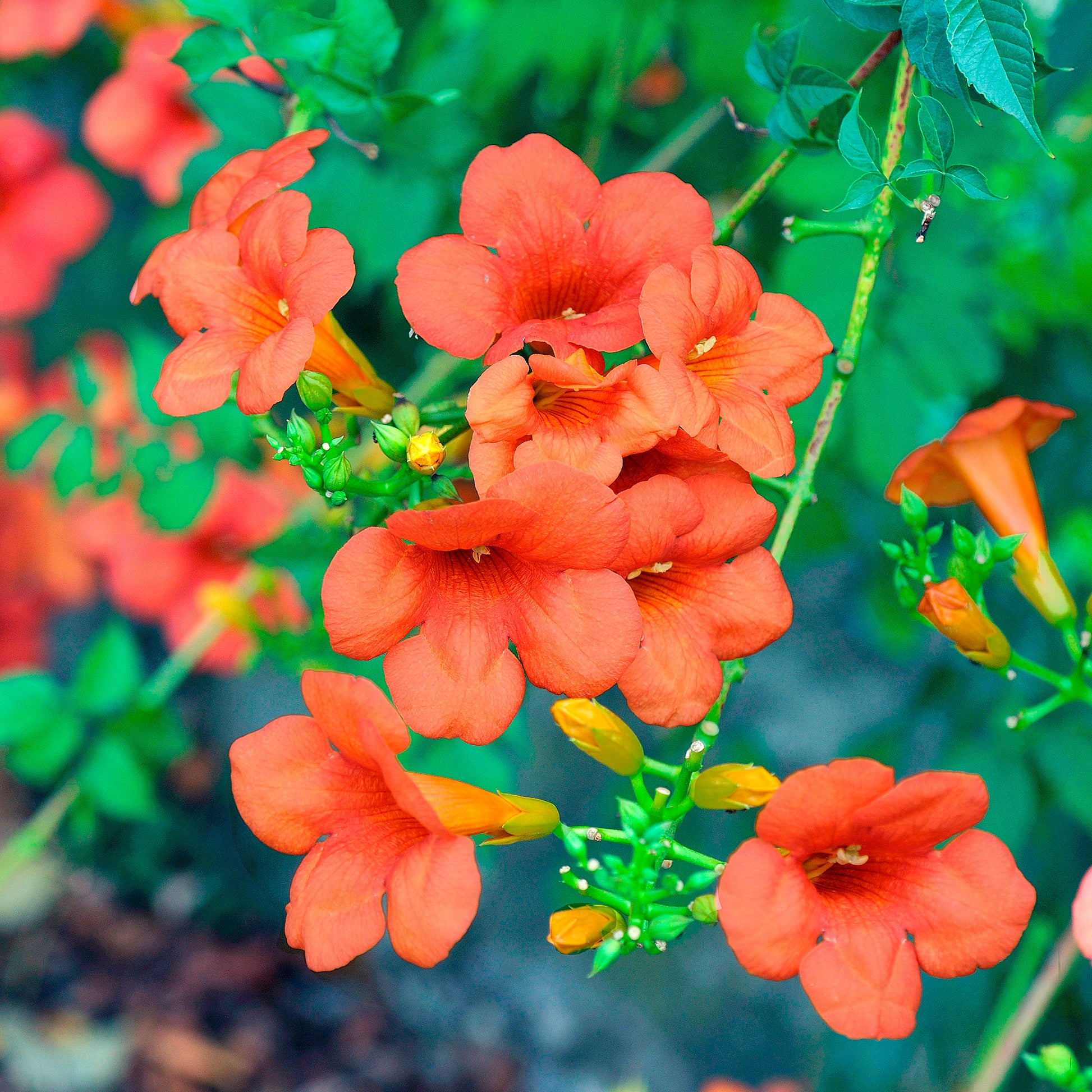 Trompetenblume Madame Galen - Bakker