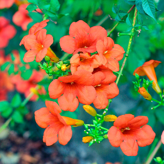 Trompetenblume Madame Galen - Bakker