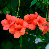 Verkauf Kletterpflanzen - Trompetenblume Madame Galen