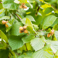 Haselnuss - Haselnussbaum (x2) - Corylus avellana