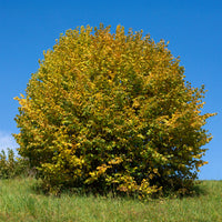 Haselnussbaum (x2) - Corylus avellana - Bakker