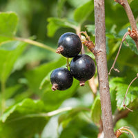 Schwarze Johannisbeere Andega - Bakker