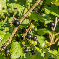 Schwarze Johannisbeere Andega - Ribes nigrum 'andega' - Bakker