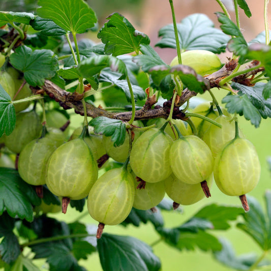 Englische Weiße Stachelbeere (x2) - Bakker