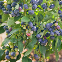 Heidelbeere Giant Patriot - Vaccinium corymbosum Giant Patriot - Bakker