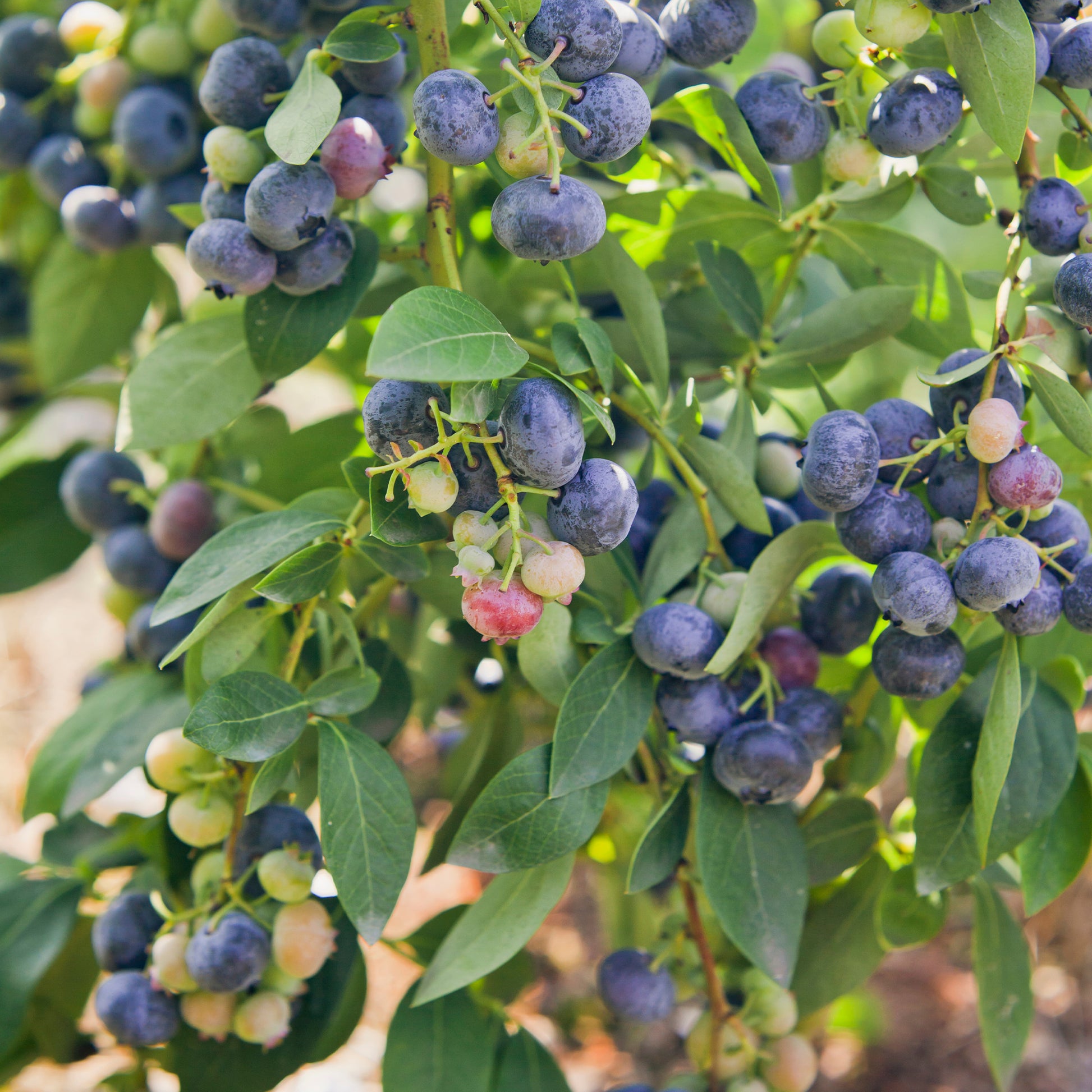 Heidelbeere Giant Patriot - Vaccinium corymbosum Giant Patriot - Bakker