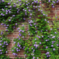 Chinesischer Blauregen Longwood Purple - Wisteria frutescens Longwood Purple - Bakker